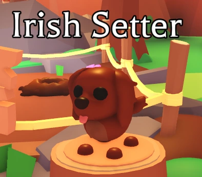 How to Get Irish Setter